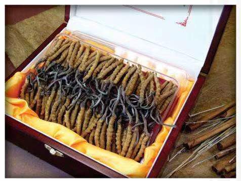 丹巴冬虫夏草回收